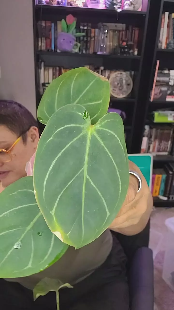 0290 anthurium KOS thumbnail