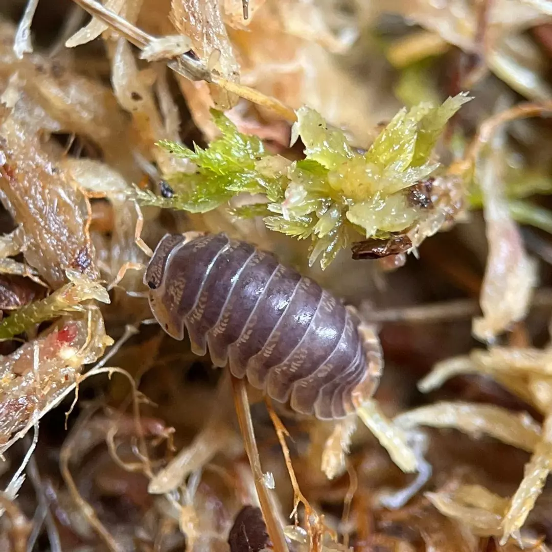 5 Ct Cubaris Iriomotensis 'Miyako' thumbnail
