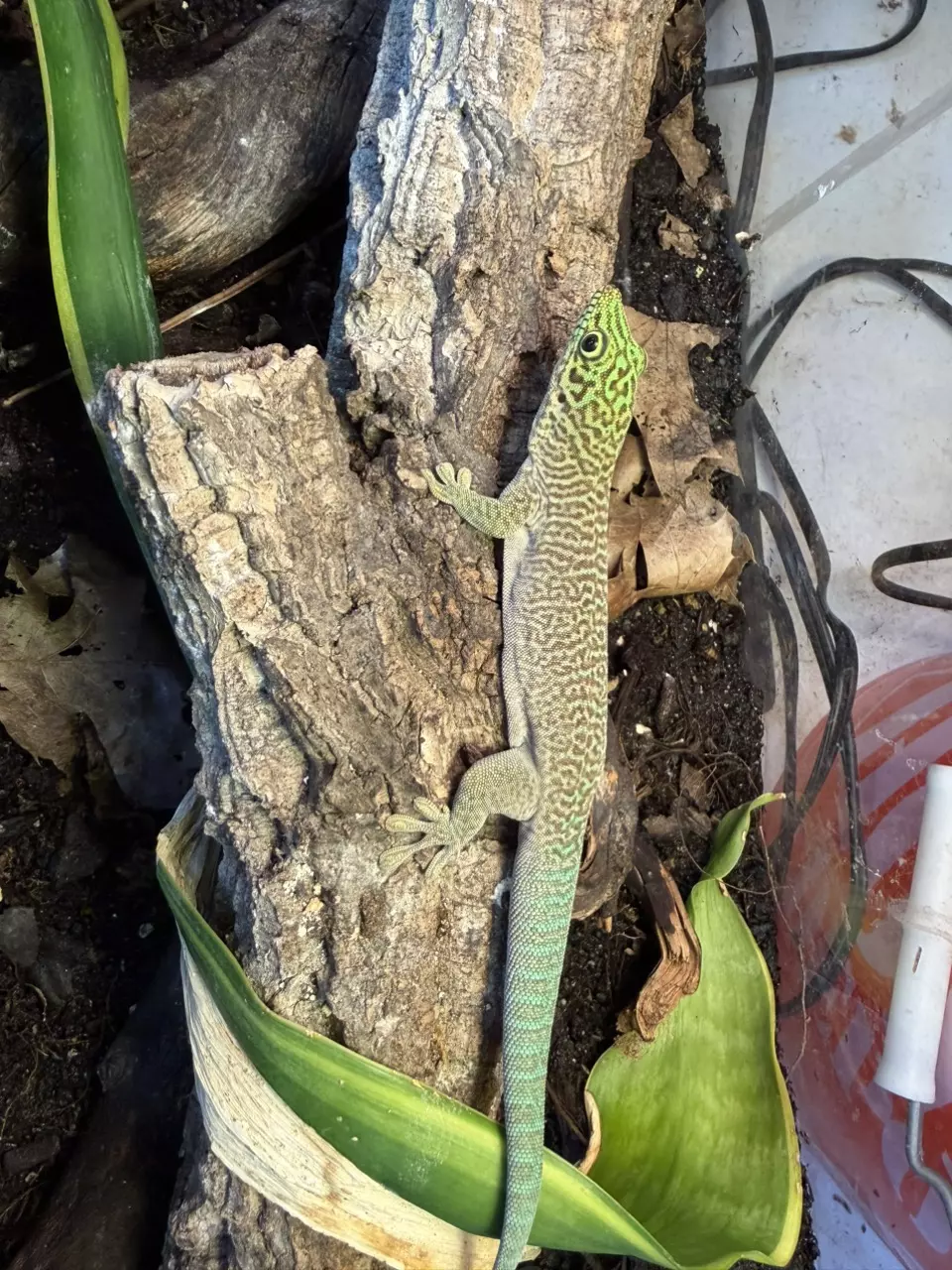 Phelsuma standingi juvenile female thumbnail