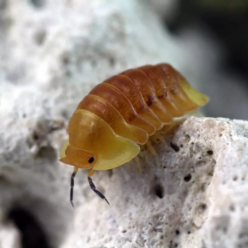 5 Ct Cubaris sp. “Blonde Rubber Ducky” thumbnail