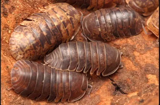 5Ct Filipinodillo sp. "Cordova" thumbnail