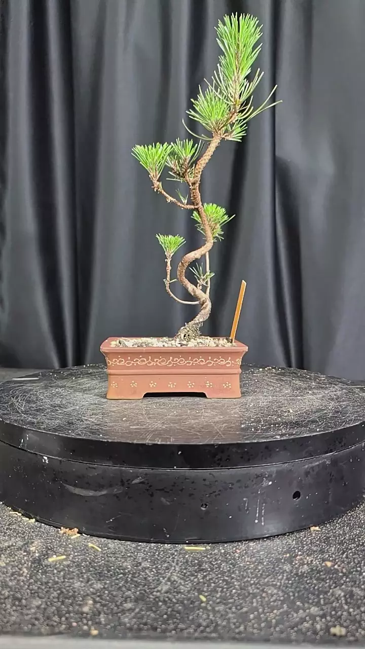#18 black pine in a quality 6" pot thumbnail