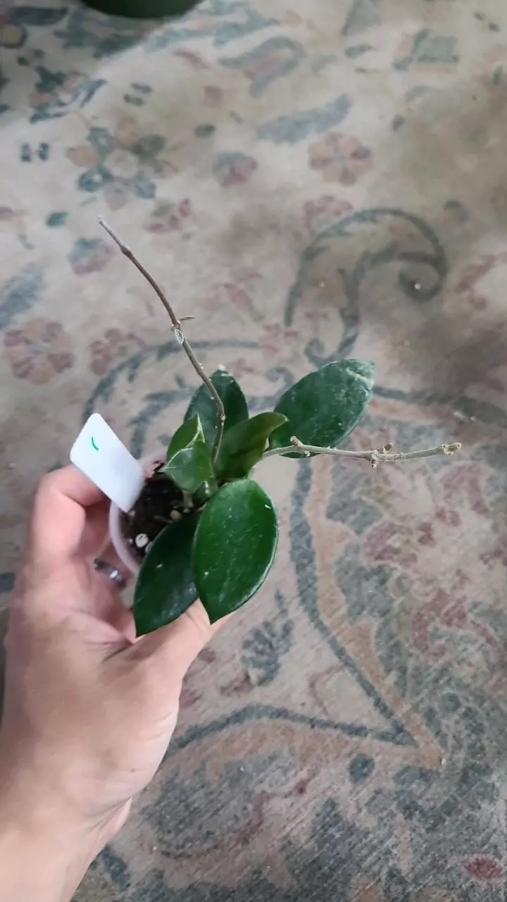 Hoya Chouke 2" #1 thumbnail