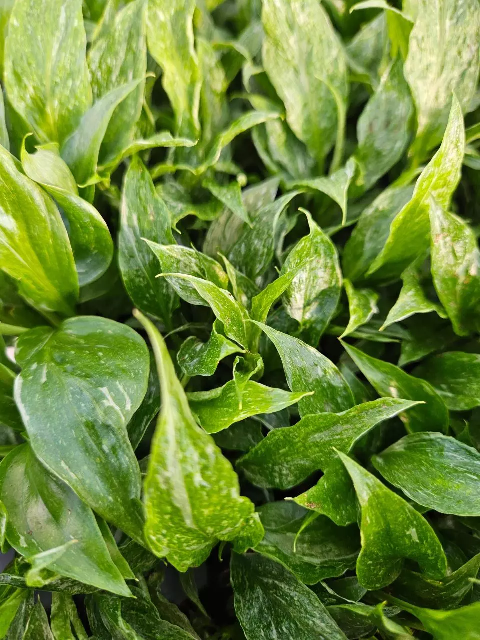 Domino Peace Lily Plug thumbnail