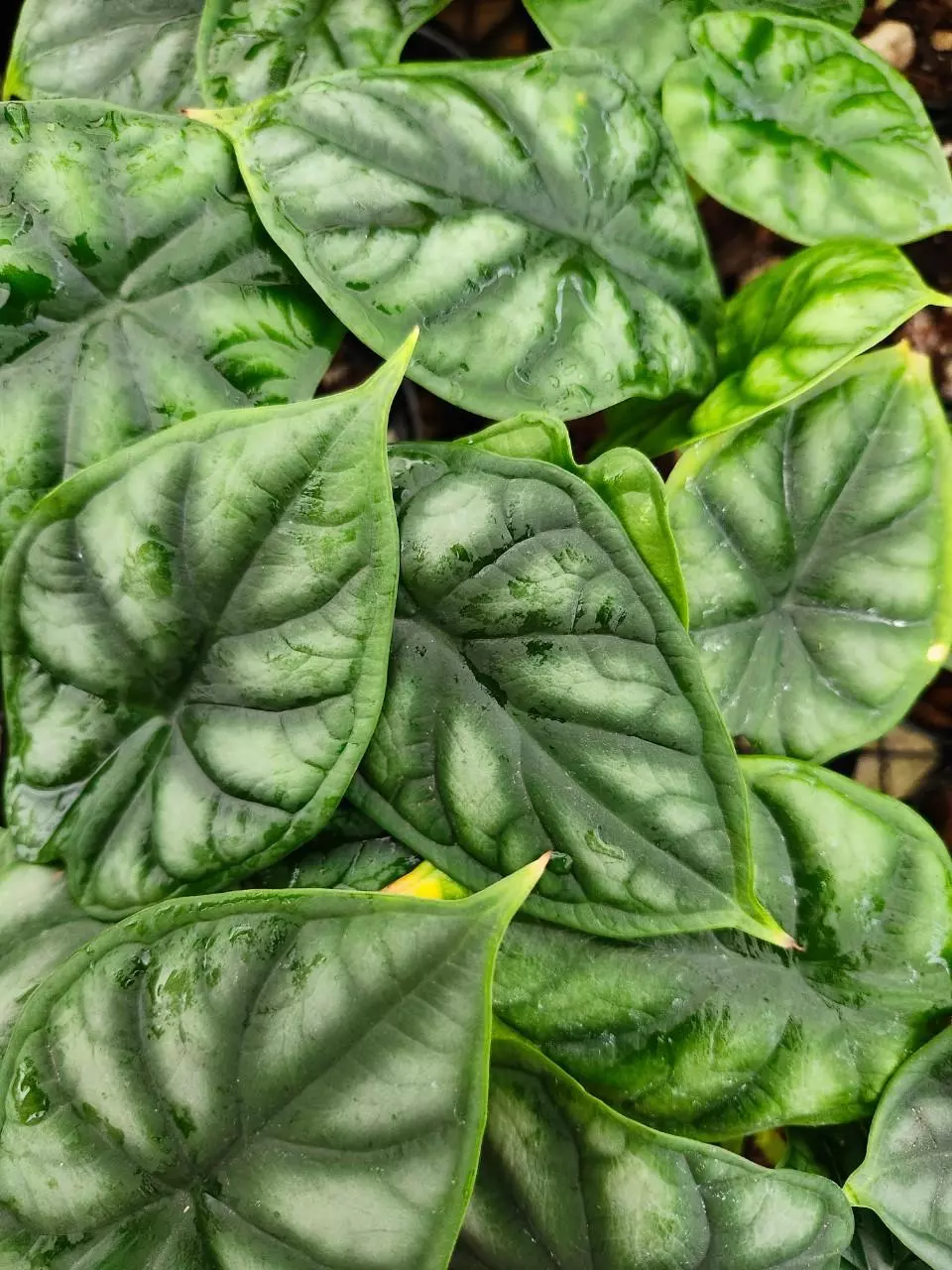 Alocasia Dragon Scale plug thumbnail