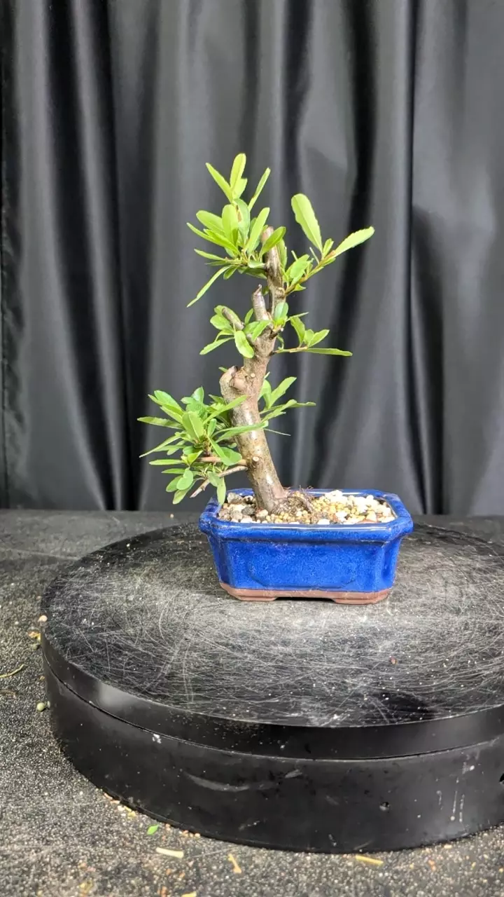 # pyracantha thumbnail
