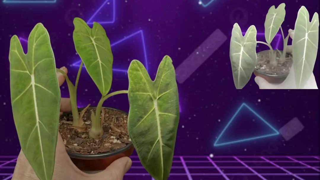 Custom graphic design for your plant thumbnail