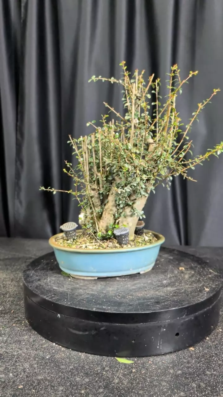 #7 neea buxifolia clump style thumbnail