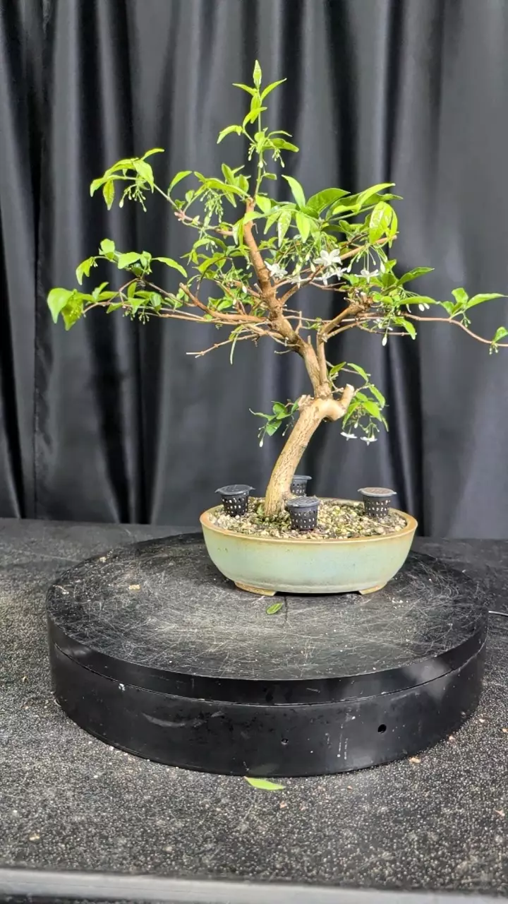 #4 water jasmine thumbnail
