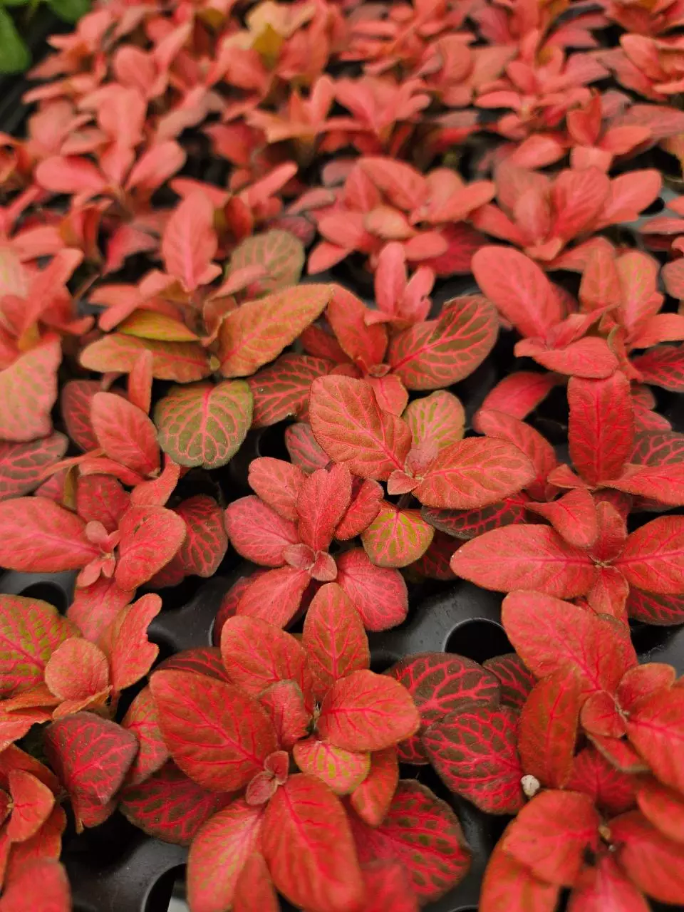 Red Flame Fittonia plug thumbnail