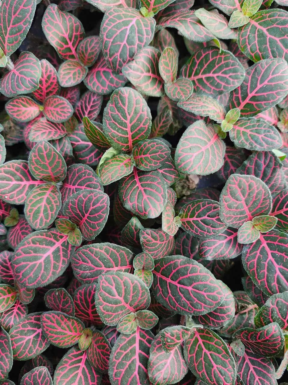 Red Fittonia plug thumbnail