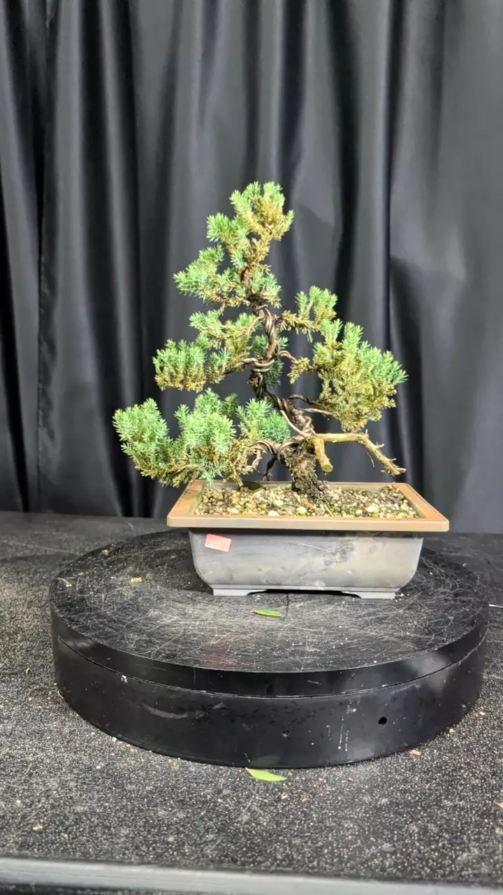#5 juniper procumbens nana in a 9" pot thumbnail