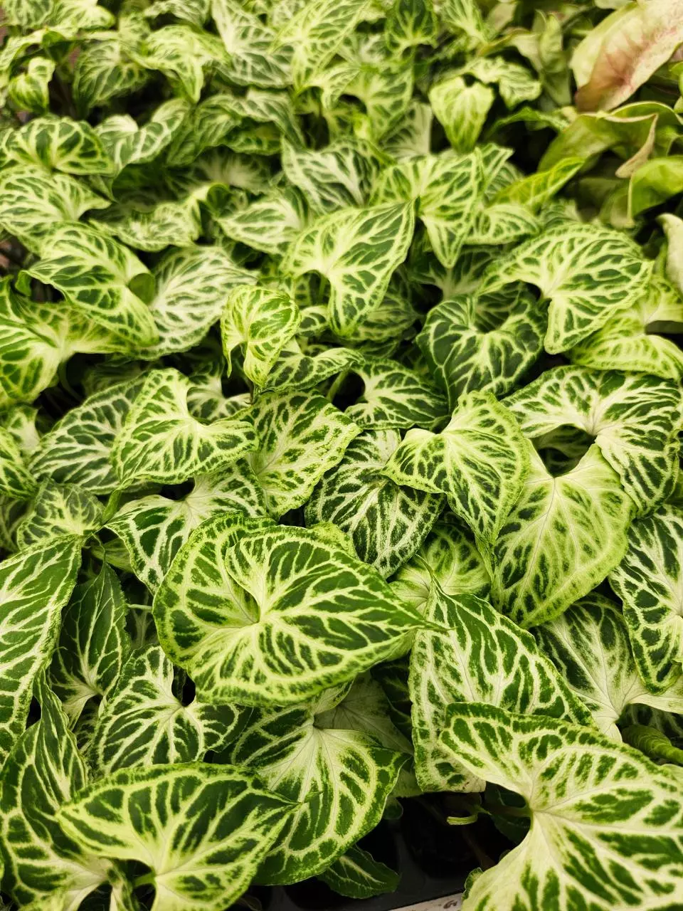 Syngonium Batik plug thumbnail