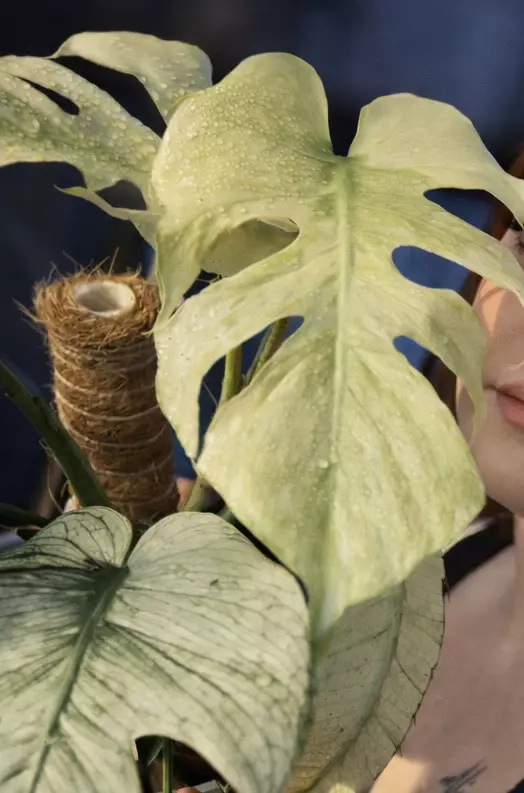 monstera devil thumbnail