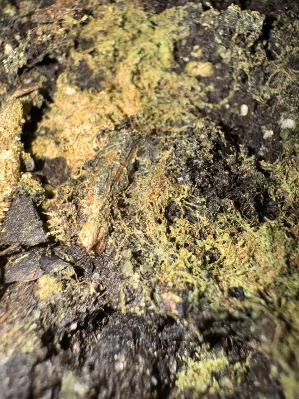 Repot out of Bill’s Sludge (PER PLANT) thumbnail