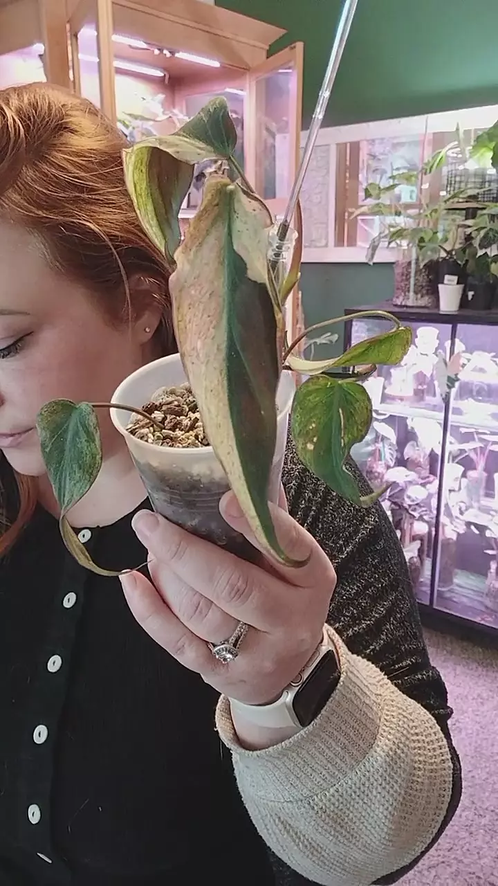 pink mint mican thumbnail