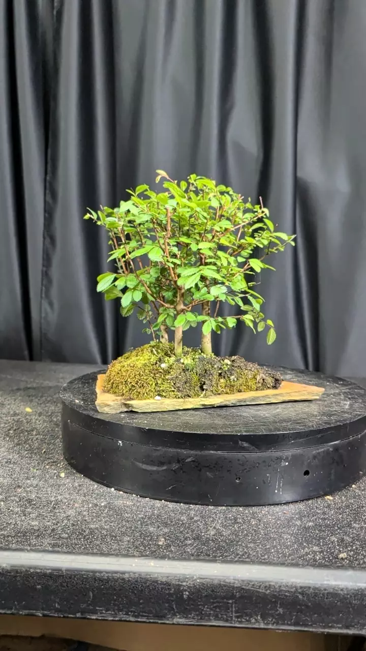 #10 four elm Forest on a slab thumbnail