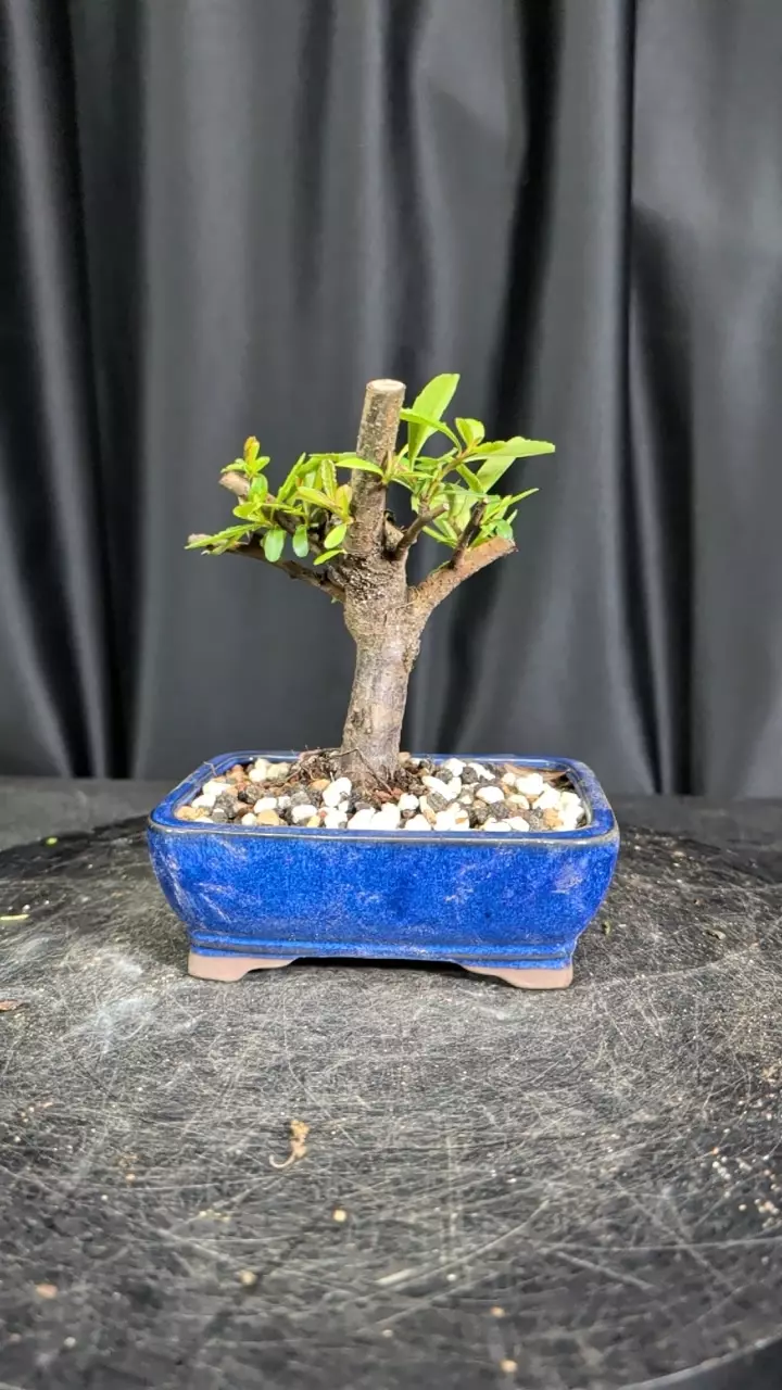 #14 pyracantha in a 6" pot thumbnail
