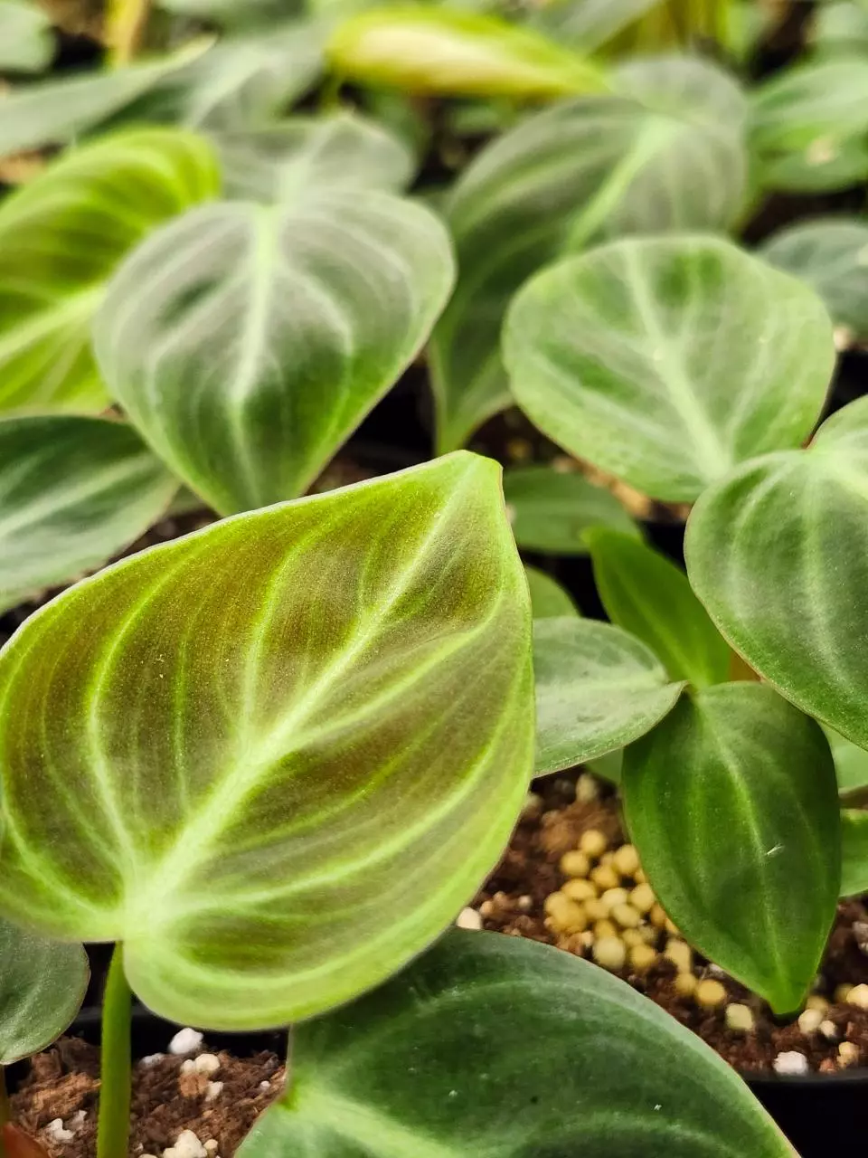 Philodendron El choco Plug thumbnail