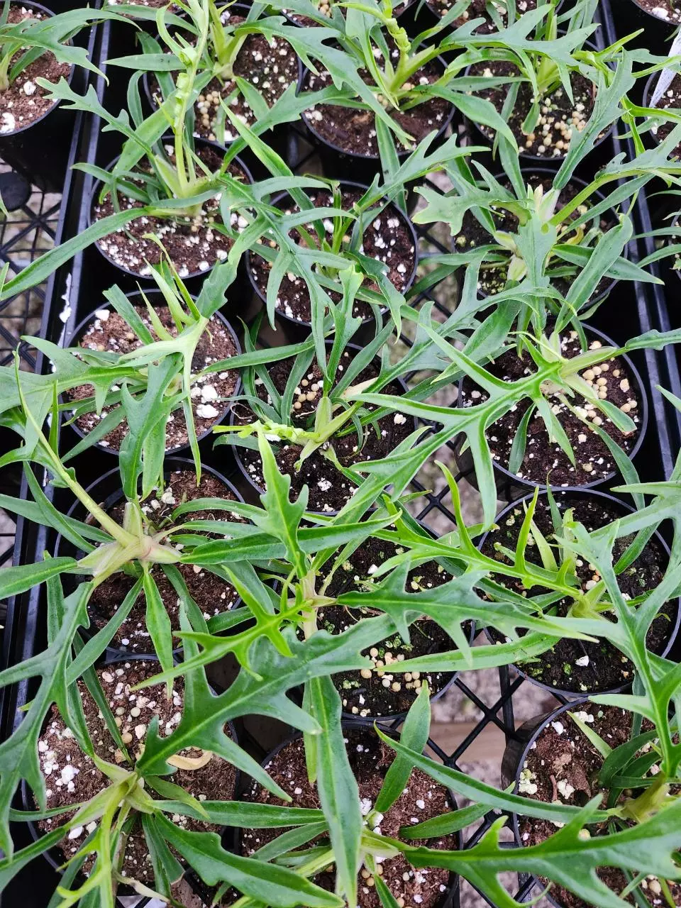 Philodendron Tortum plug thumbnail