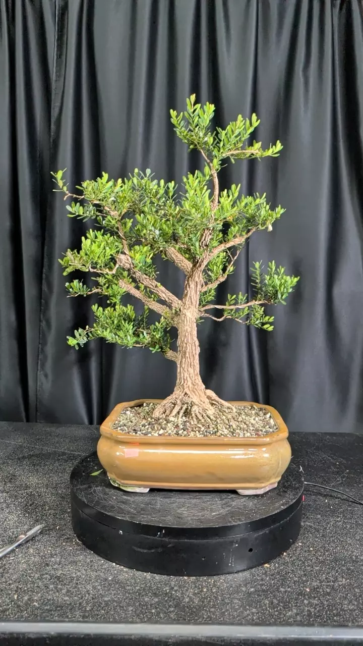 #3 harland boxwood thumbnail