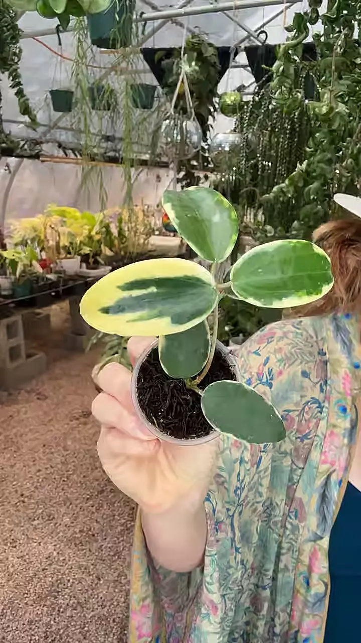 68: 1 inch Hanhaie Albo *New/Rare* thumbnail