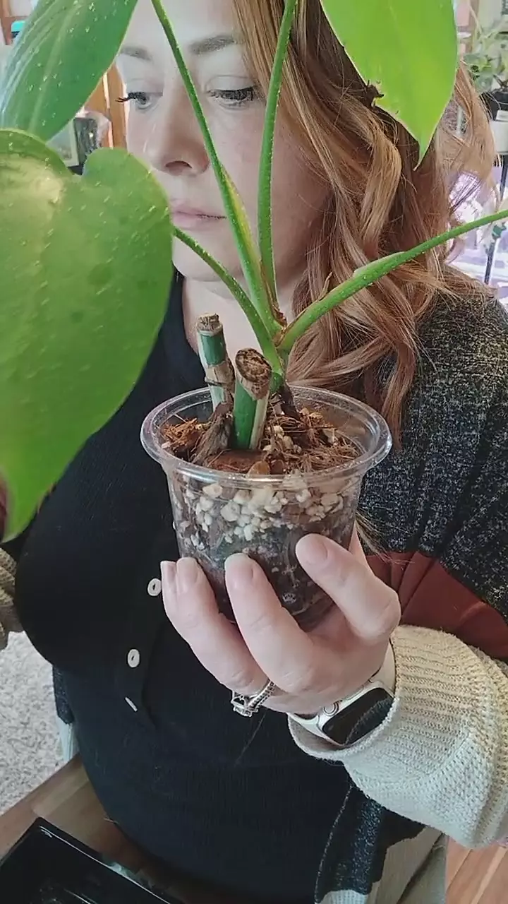 monstera albo revert thumbnail