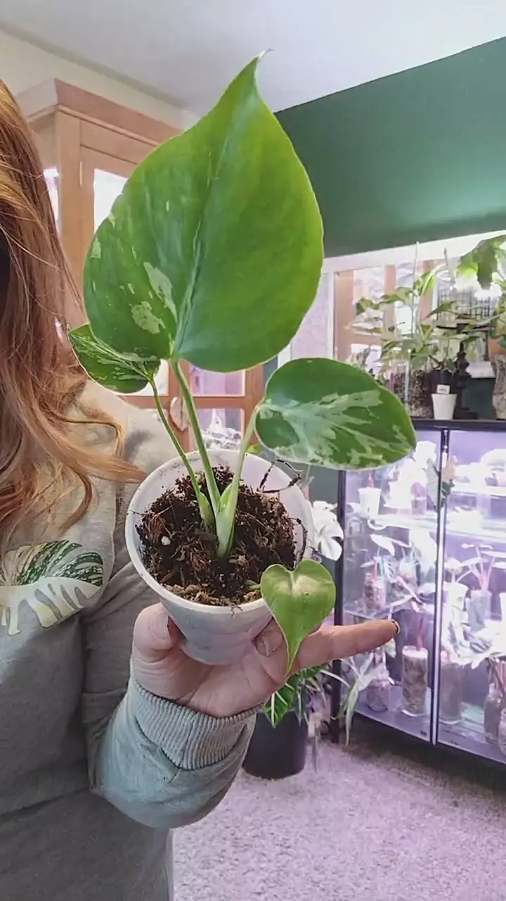 monstera bulbsaur thumbnail