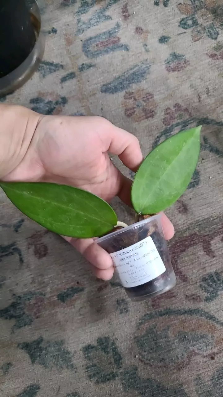 Hoya Icensis FRESH CUT thumbnail