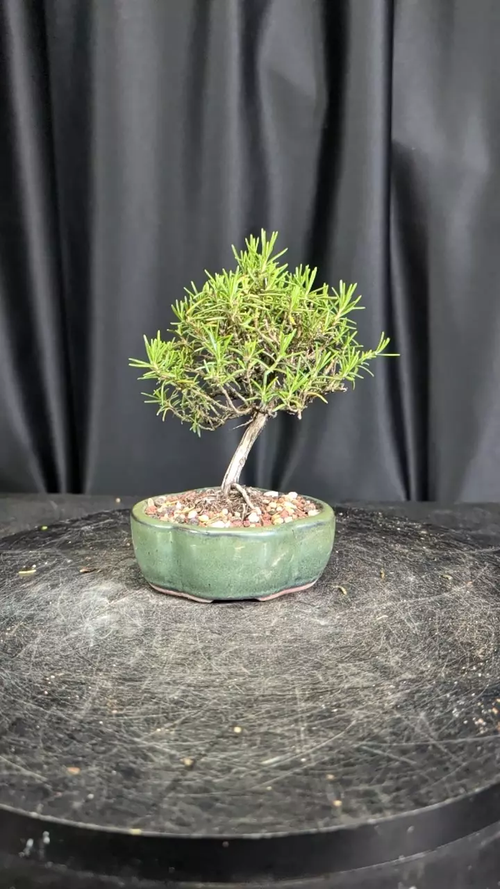 #15 rosemary thumbnail