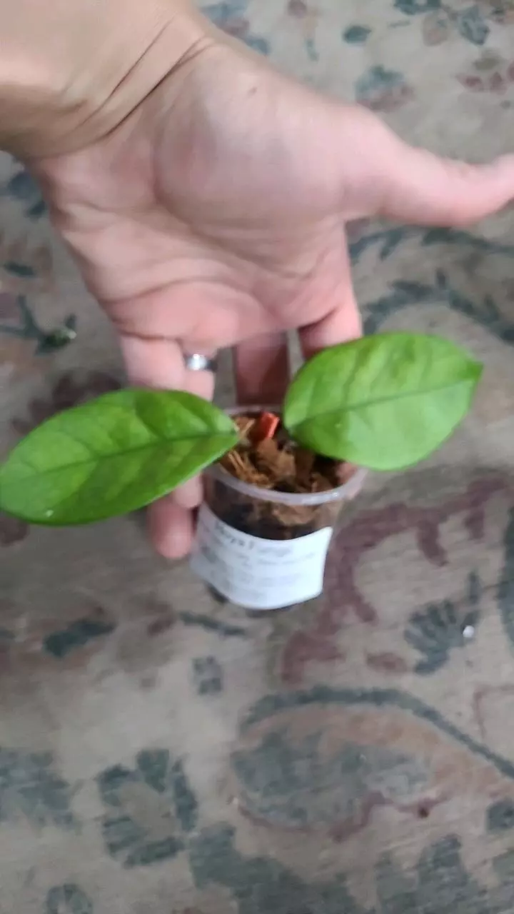 Hoya Fungi FRESH CUT thumbnail