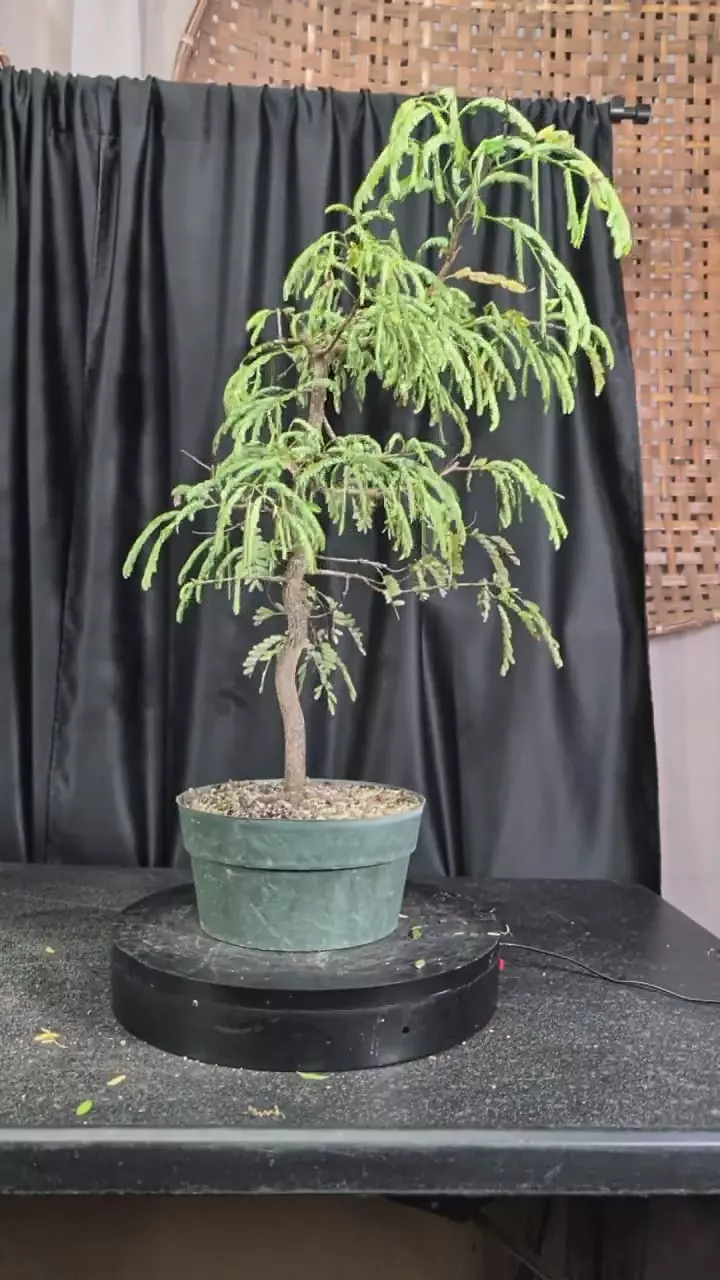#9 tamarind tree thumbnail