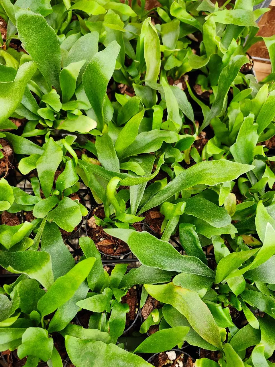 Staghorn Fern Plug thumbnail