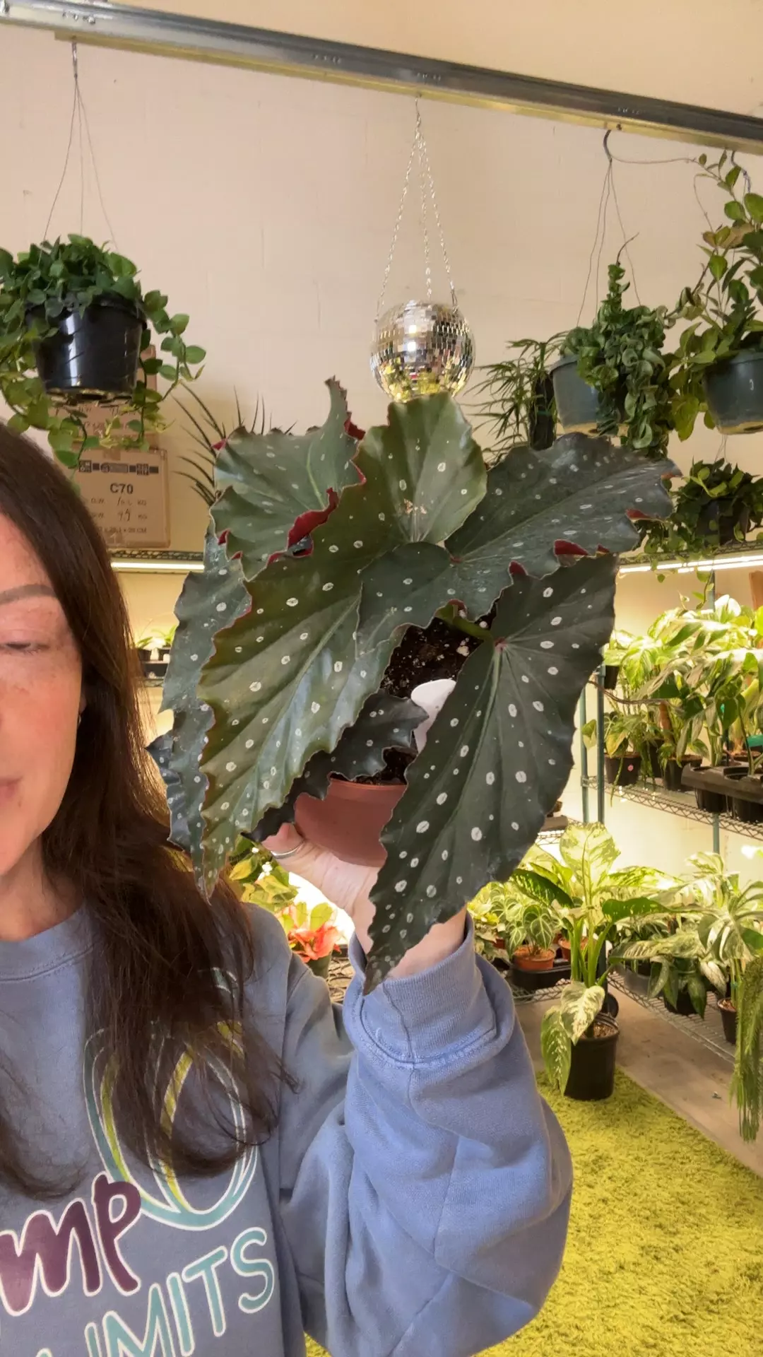 angel wing begonia 6” pot Harmony’s voodoo thumbnail