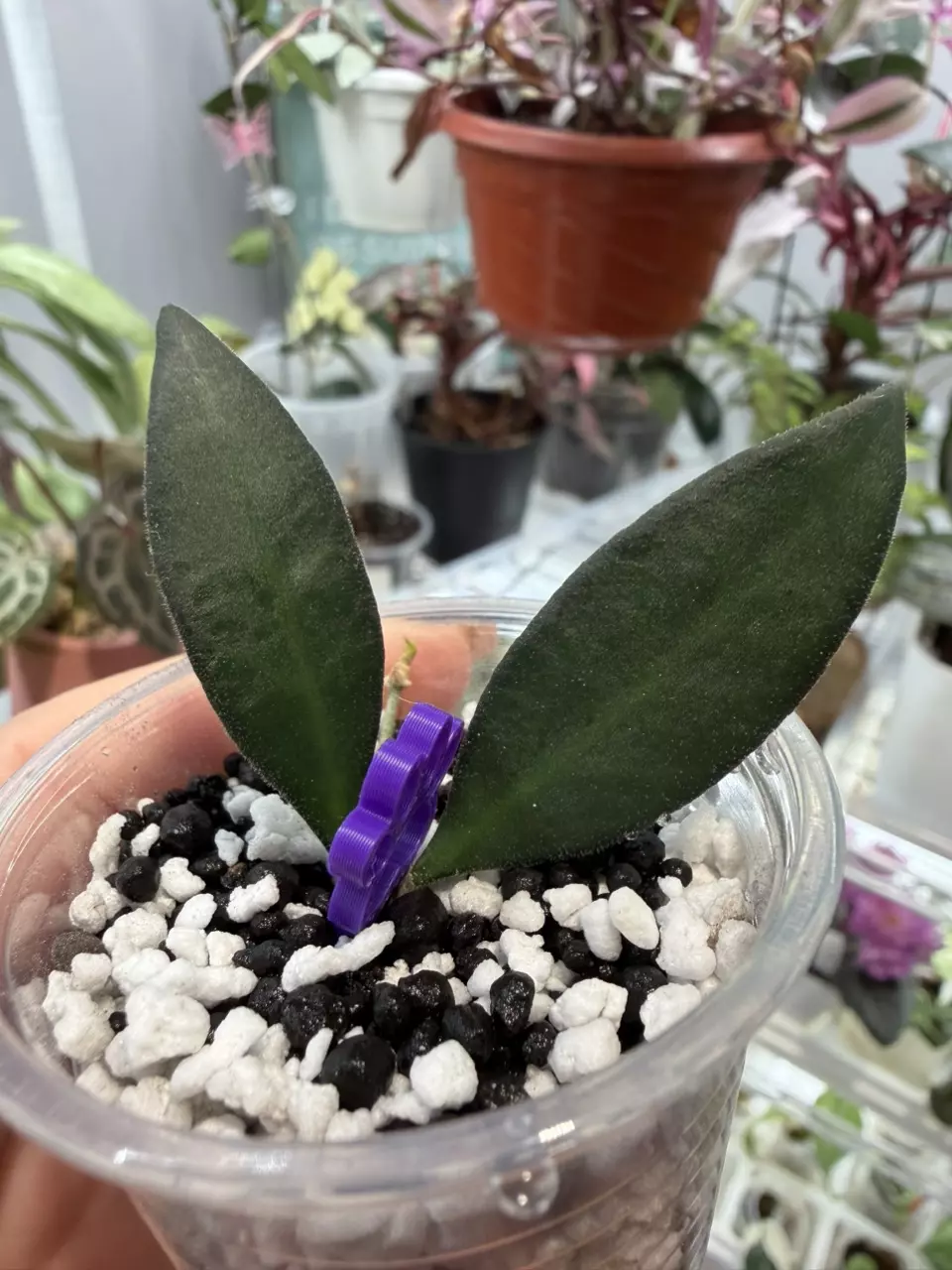 Hoya Rosita thumbnail