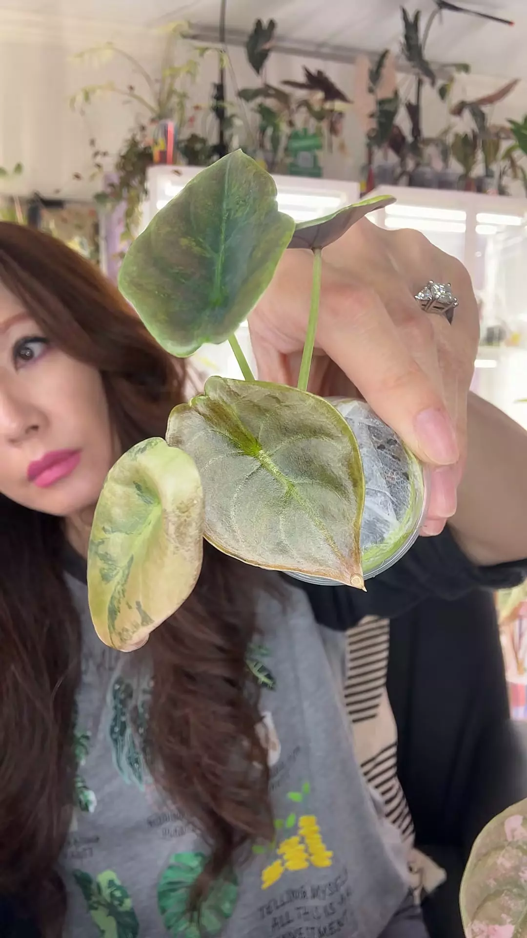 #2342 CUPREA LATTE thumbnail