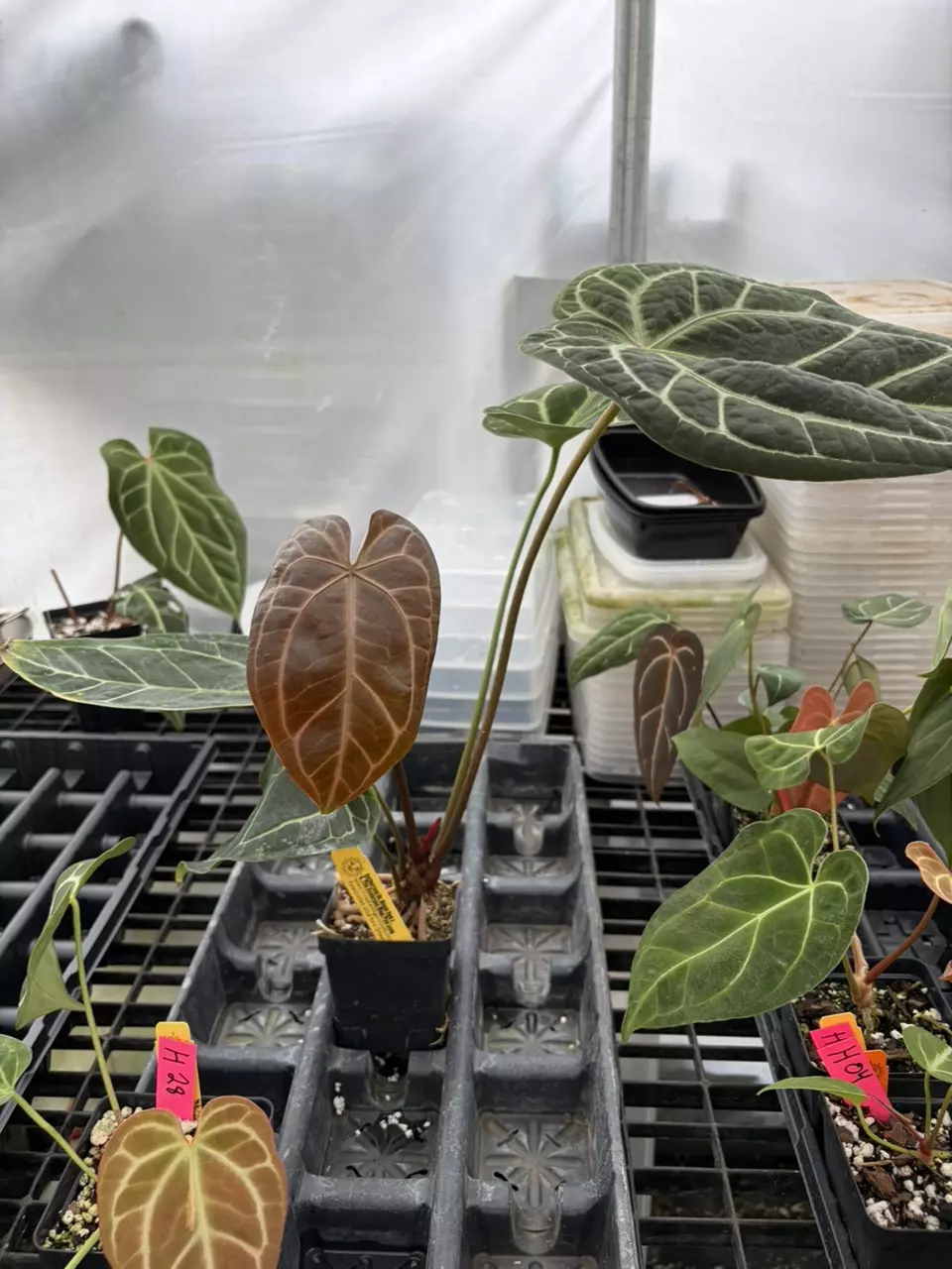 h32 doc block red x Tim Anderson mag pap long thumbnail