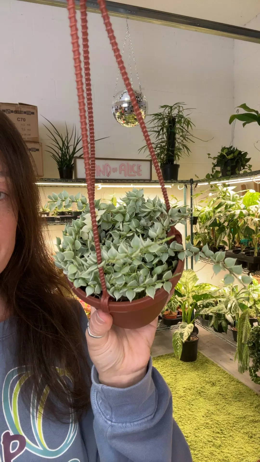 Dischidia million heart variegated HB 4” pot thumbnail