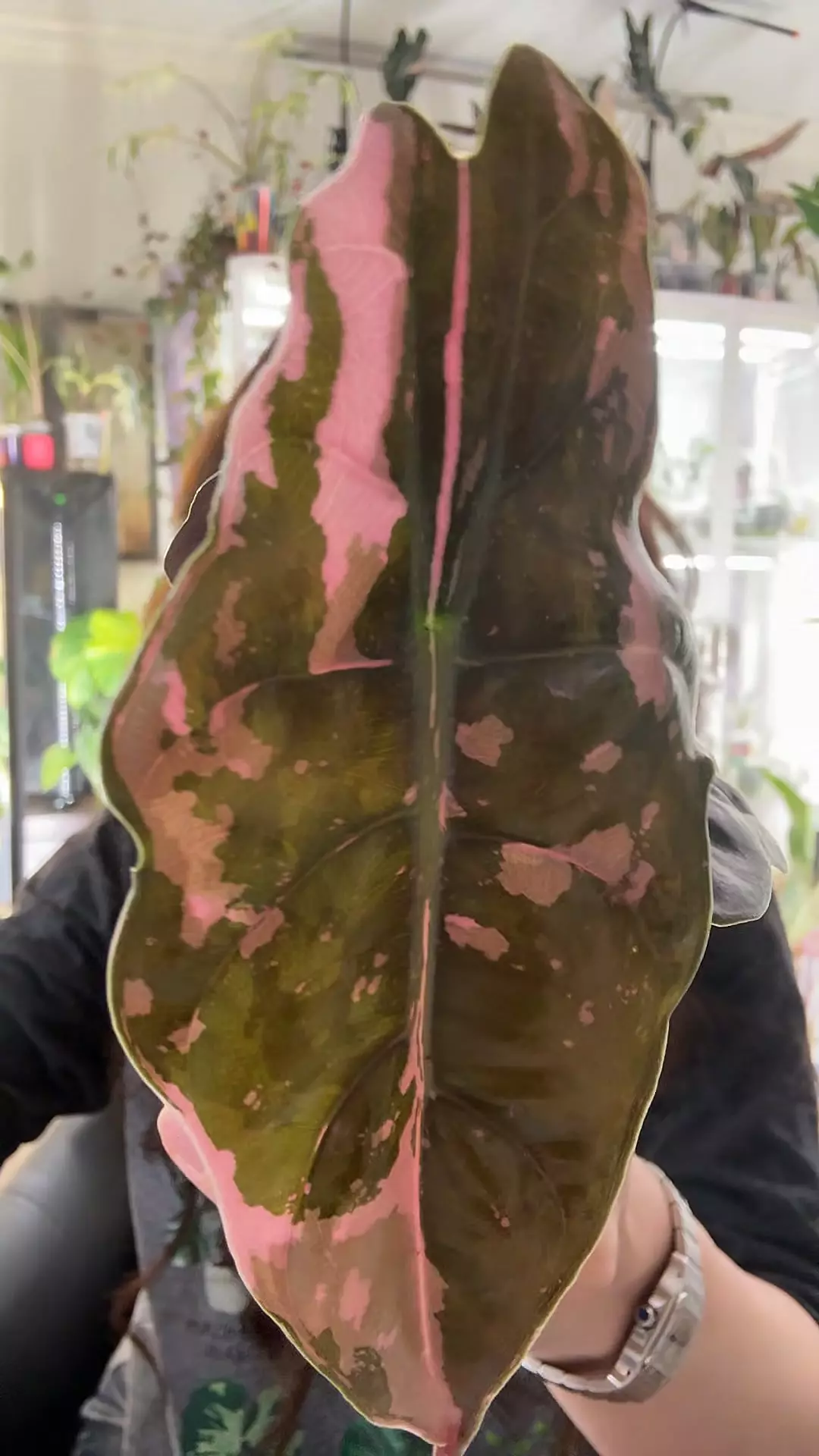 #2340 PINK CHANTRIERI Jr. Size thumbnail