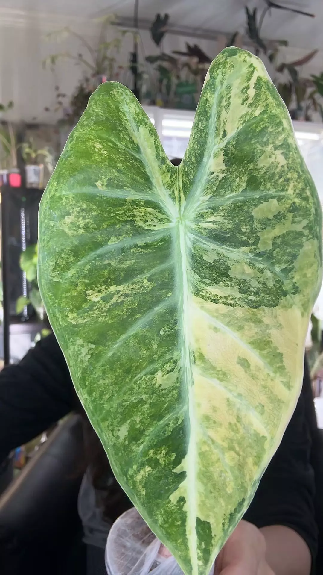 #2335 NAIROBI NIGHT AUREA thumbnail