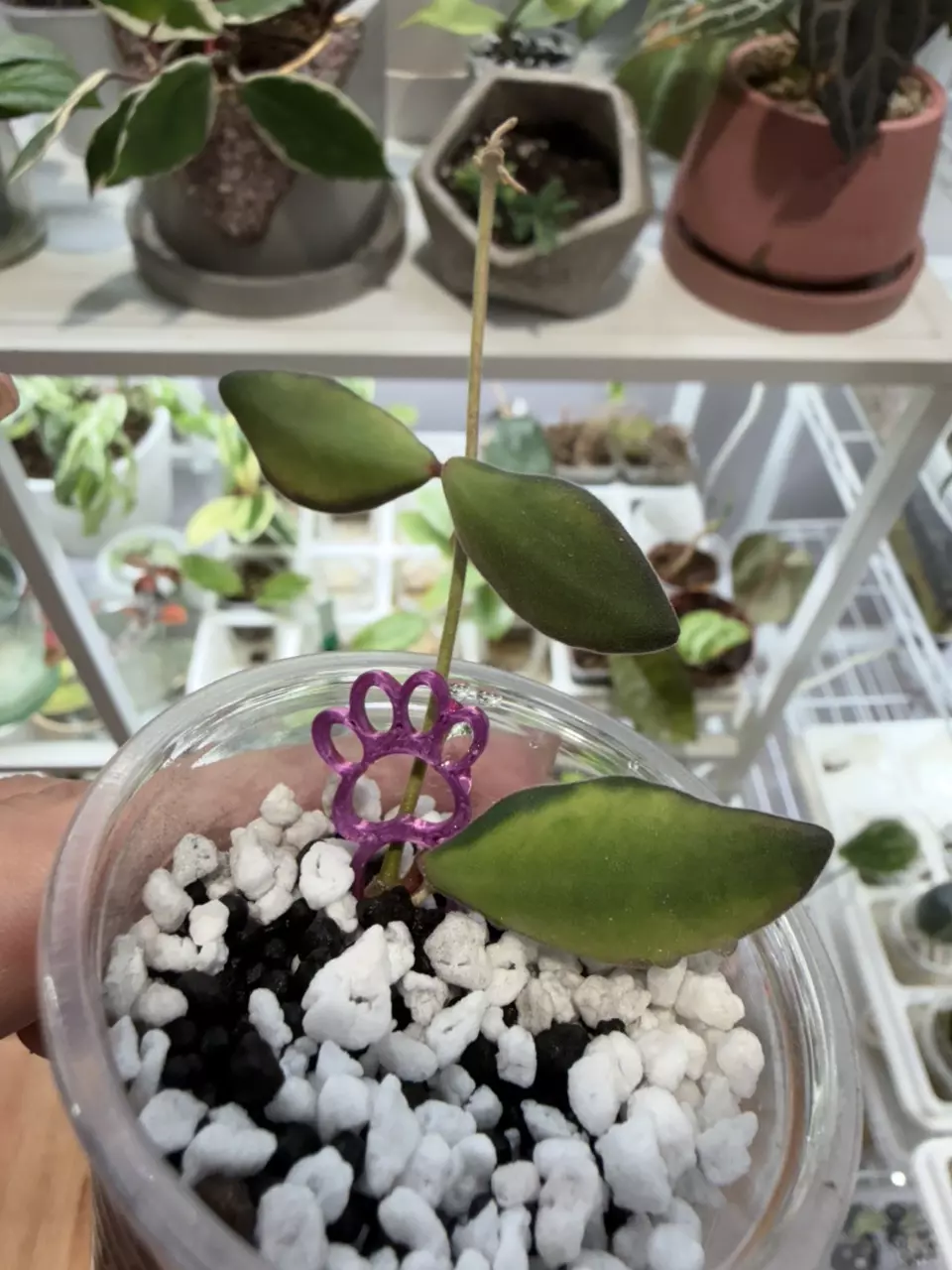 Variegated Burtoniae thumbnail