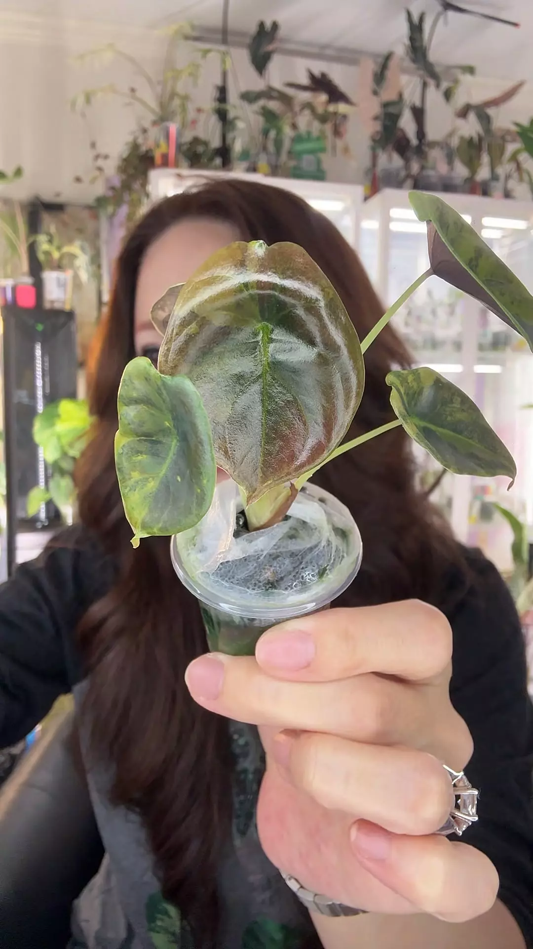 #2343 CUPREA LATTE thumbnail