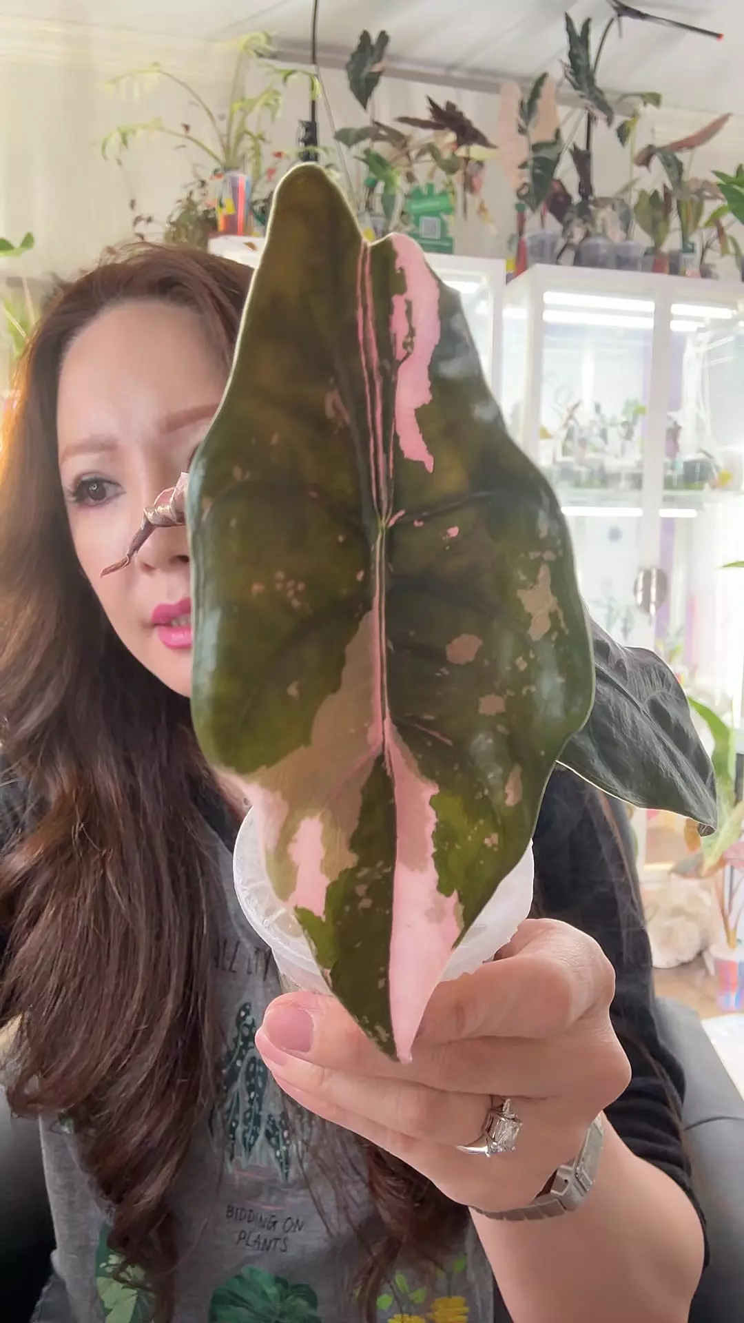 #2341 PINK CHANTRIERI Jr. Size thumbnail