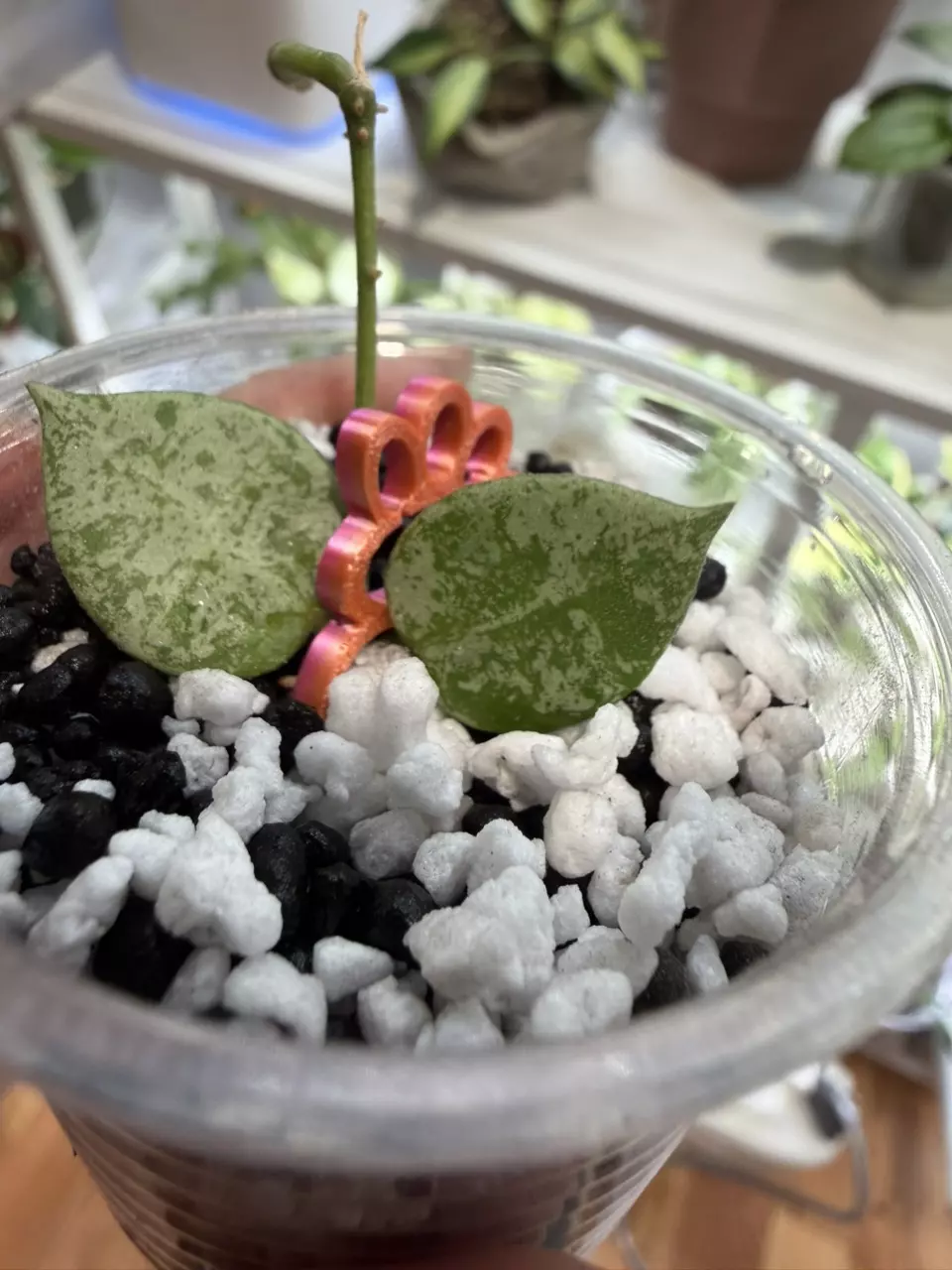 Hoya Silver Lime thumbnail