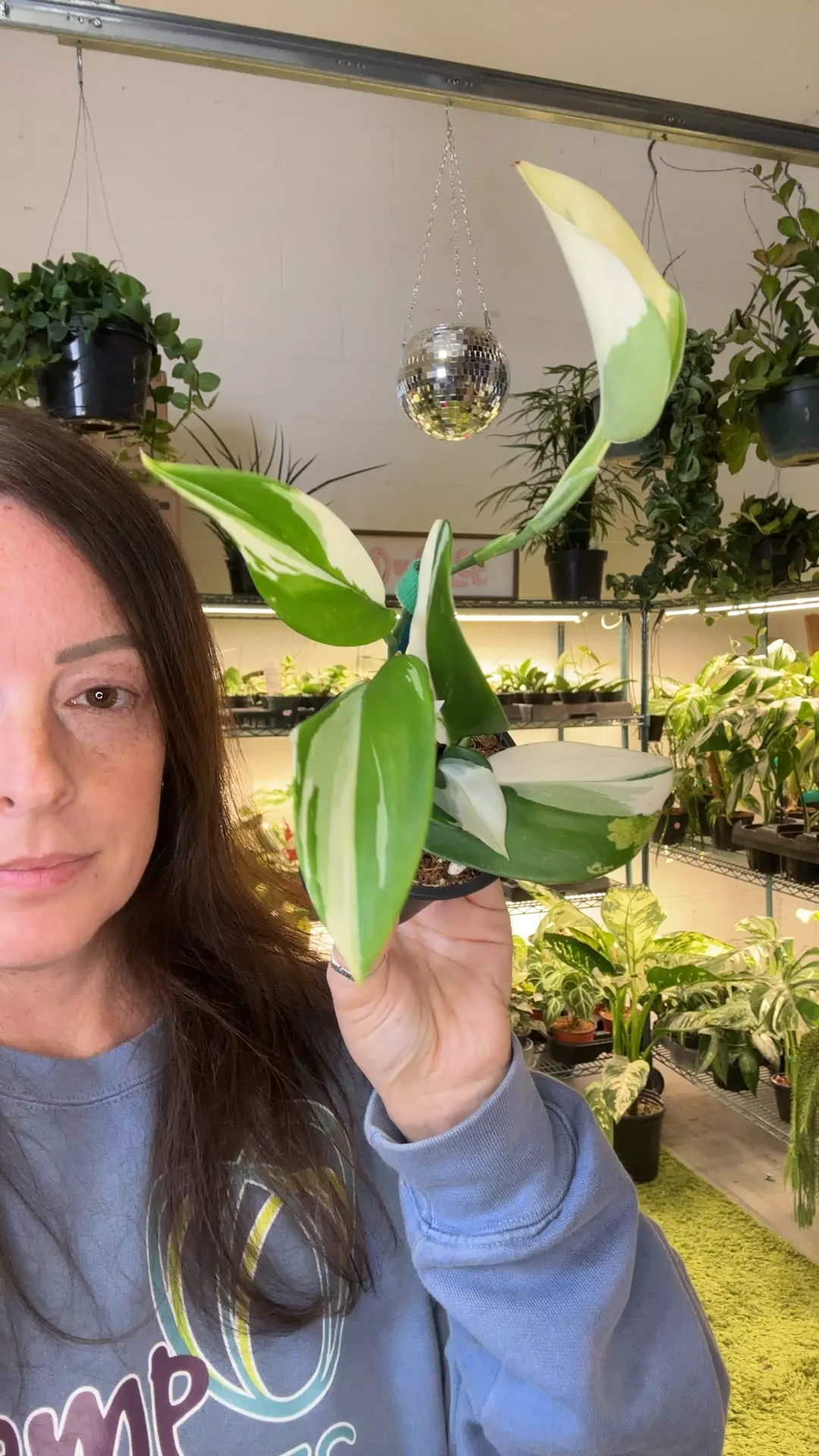 Scindapsus moonlight albo 3” pot thumbnail