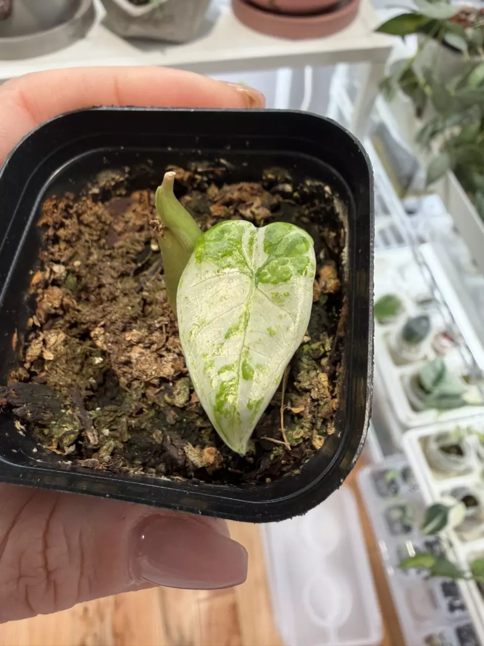 Alocasia Camouflouge rooted corm thumbnail