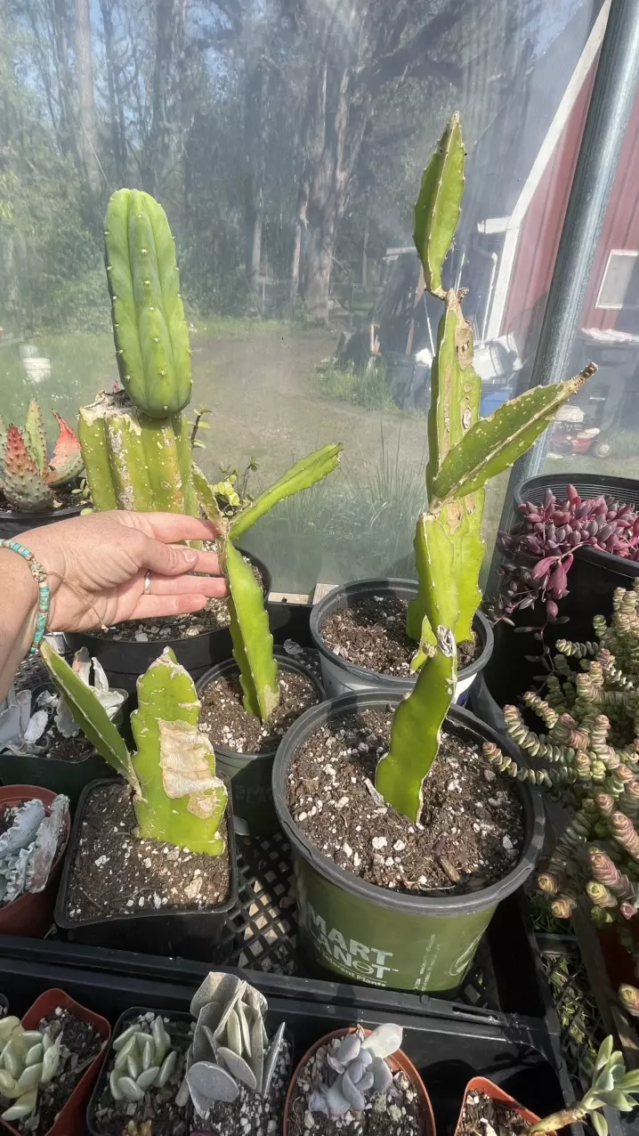Dragon fruit cactus 5” pot thumbnail