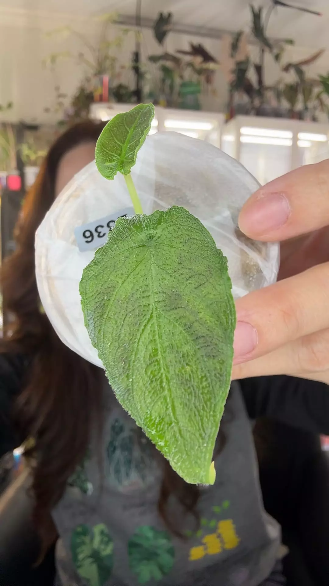 #2336 ANTORO AUREA thumbnail