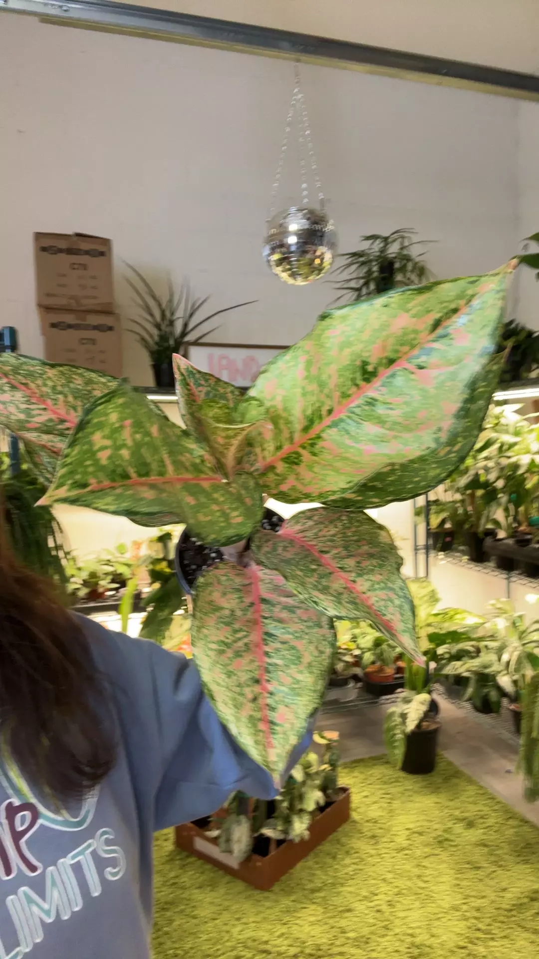 aglaonema fortune 4” pot thumbnail