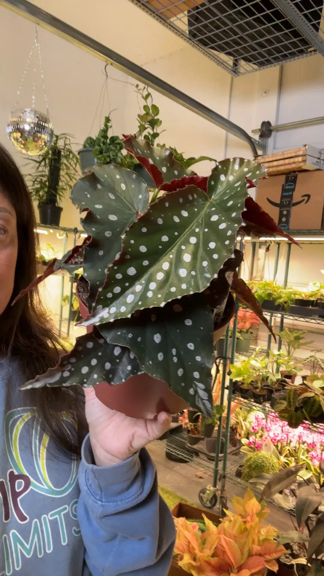 harmony’s muse 6” pot thumbnail